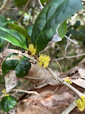 APII jpeg image of Xylosma maidenii  © contact APII